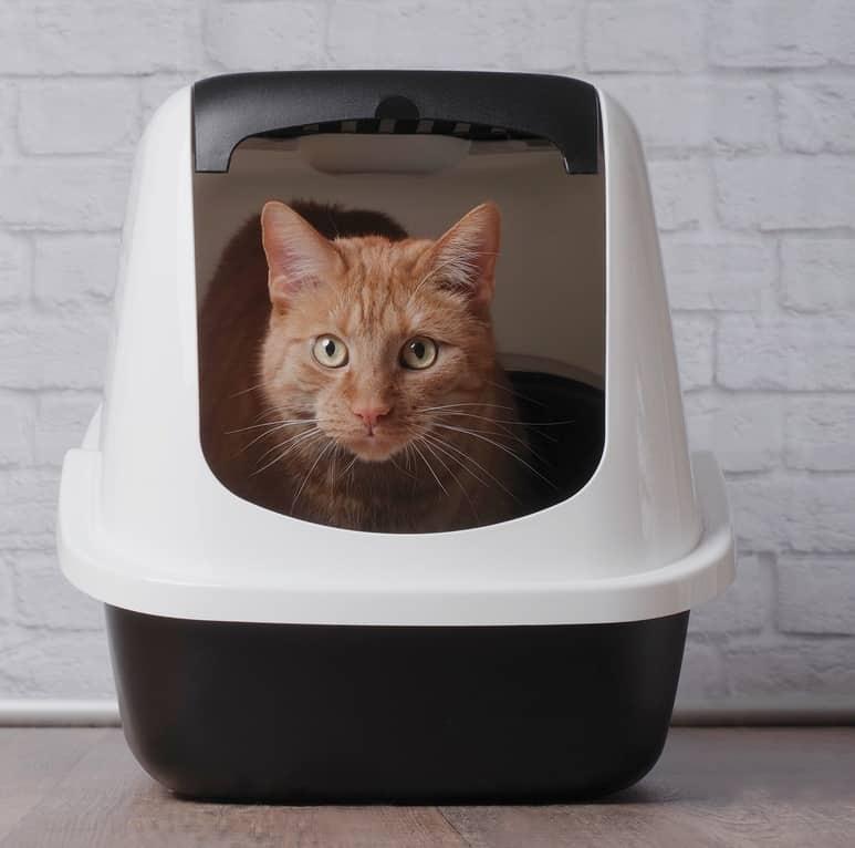 white-cat-in-blue-collar-yawning-SW White cat in blue collar yawning.