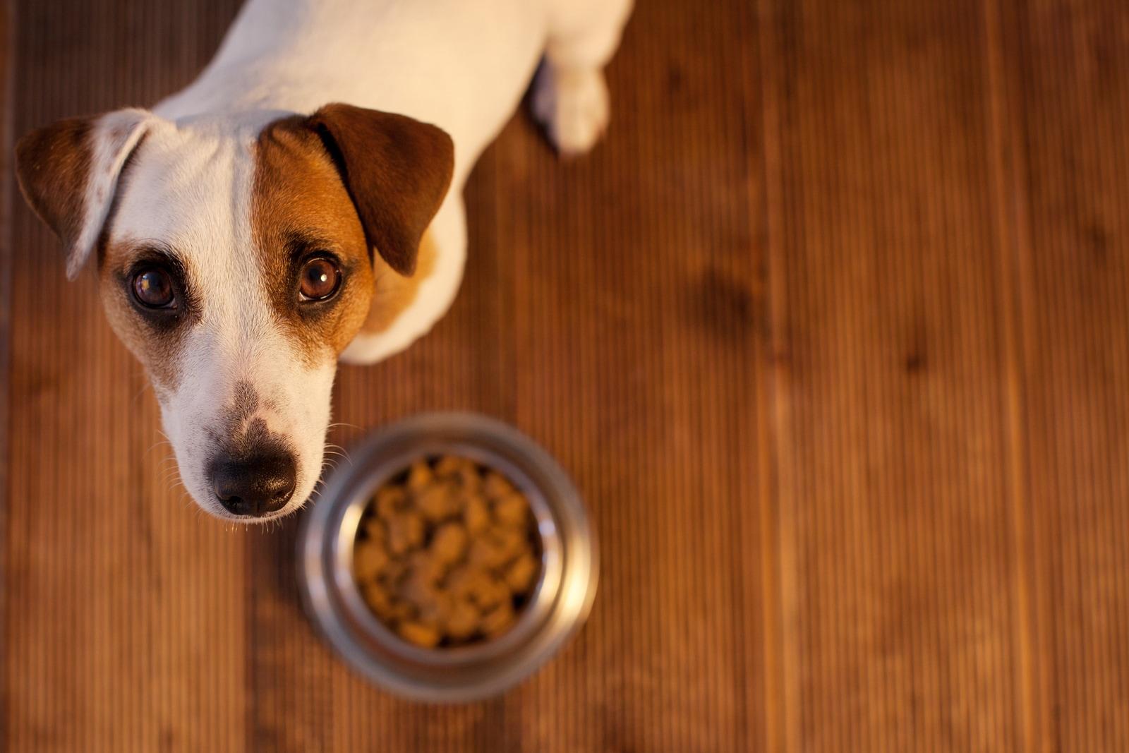 jack-russell-looking-up Jack Russell terrier looking up from hardwood floors where dog food bowl is.