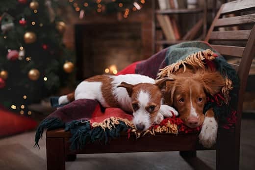 two-dogs-lying-on-chair-at-christmas Jack Russell Terrier and Dog Nova Scotia Duck Tolling Retriever lie on chair with blanket in front of Christmas tree.