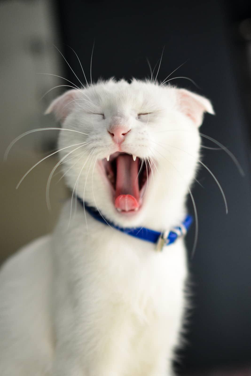 ginger-cat-inside-litter-box-SW Ginger cat sitting in a litter box and looking at the camera.